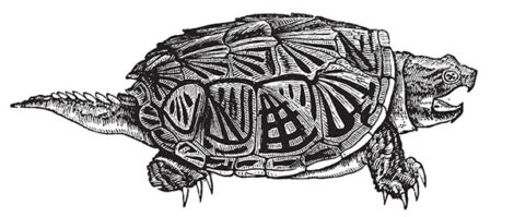 Feedback on Eating Turtle Image